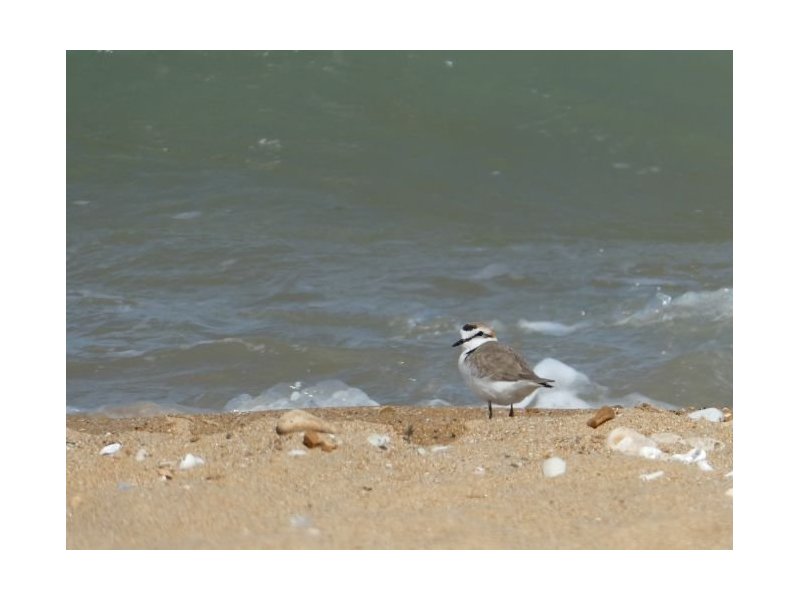 Zone de protection des gravelots